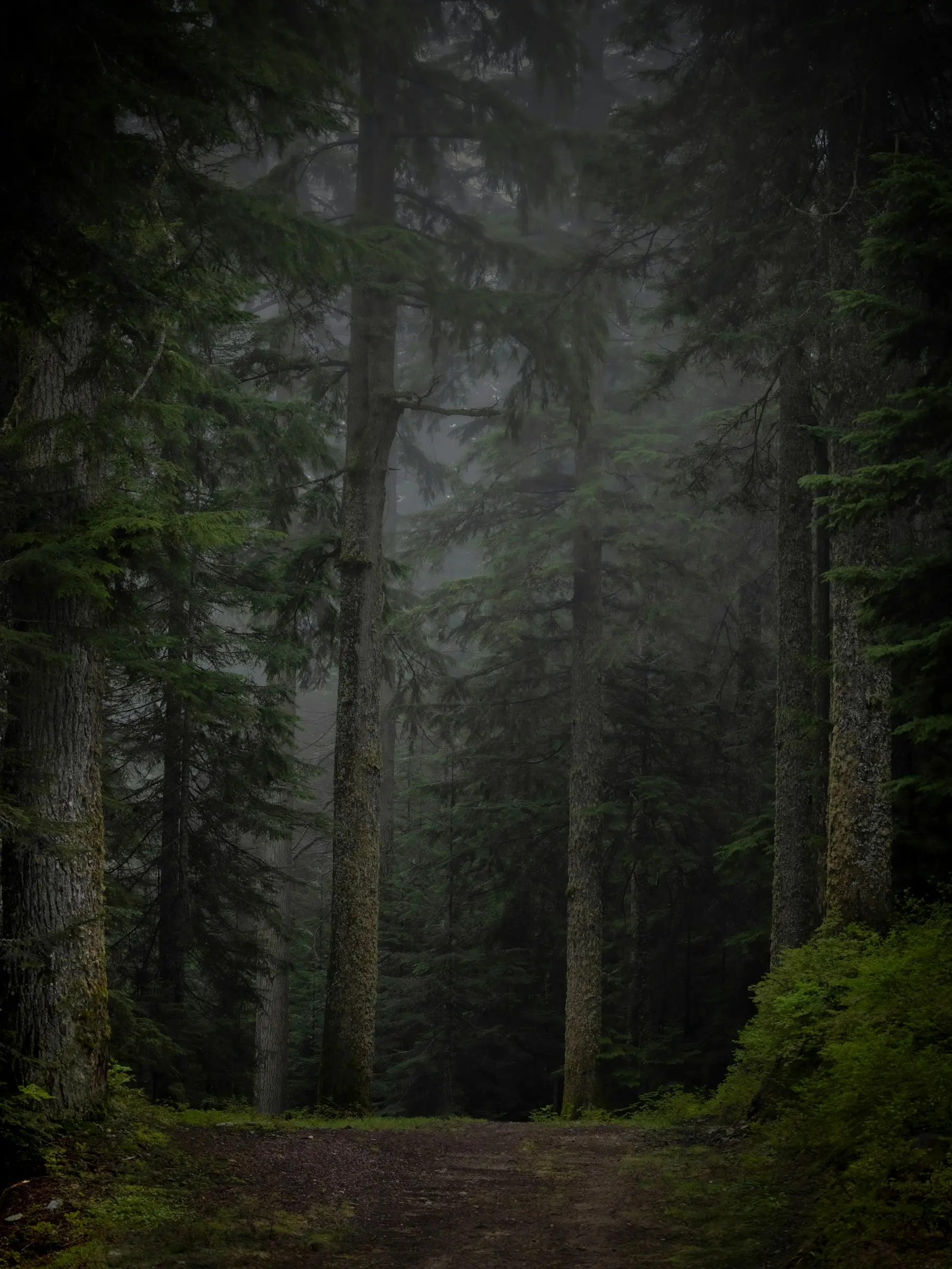 A path disappearing through tall trees and low woodland mist.