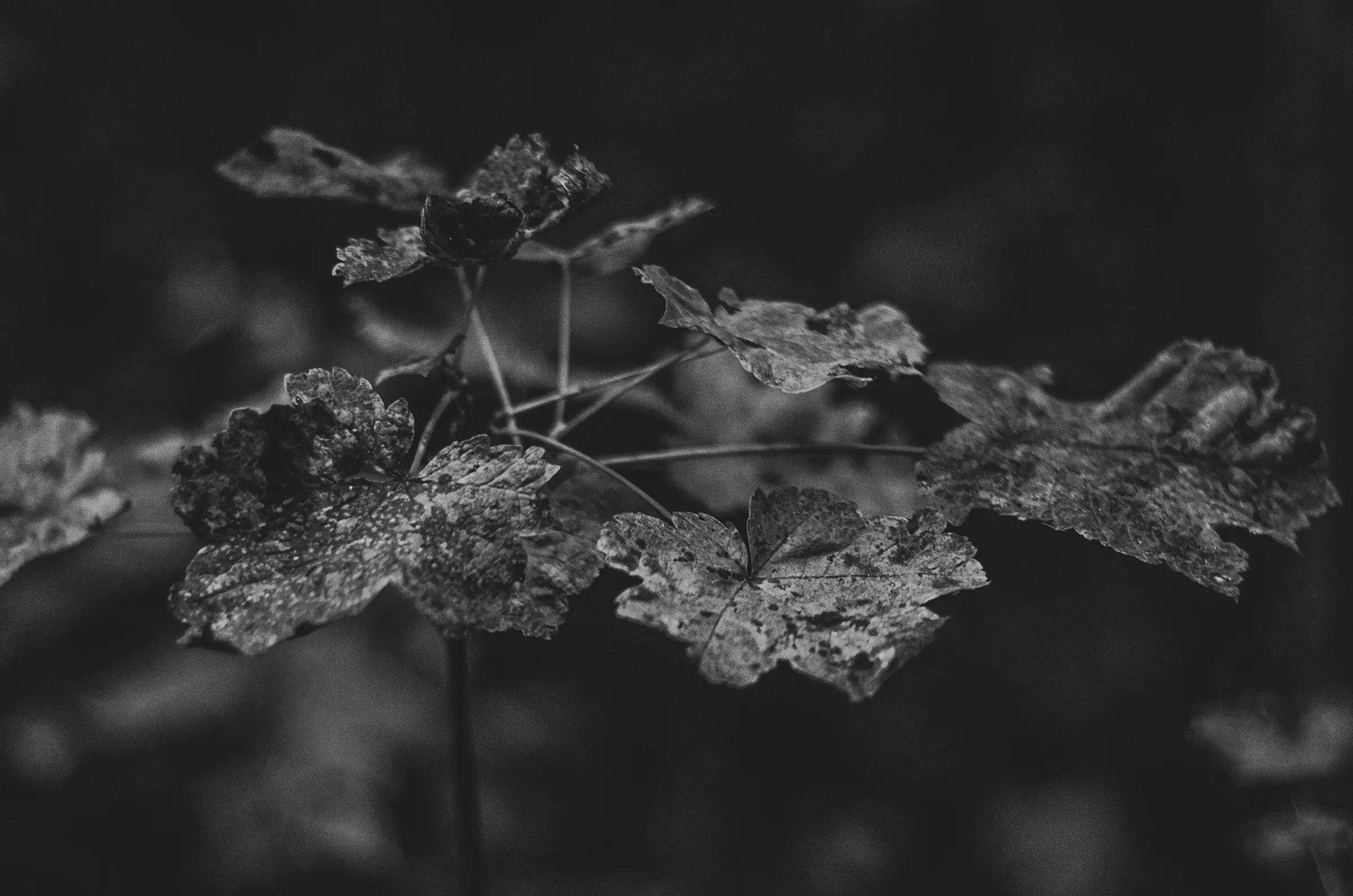 Some old-looking foliage.