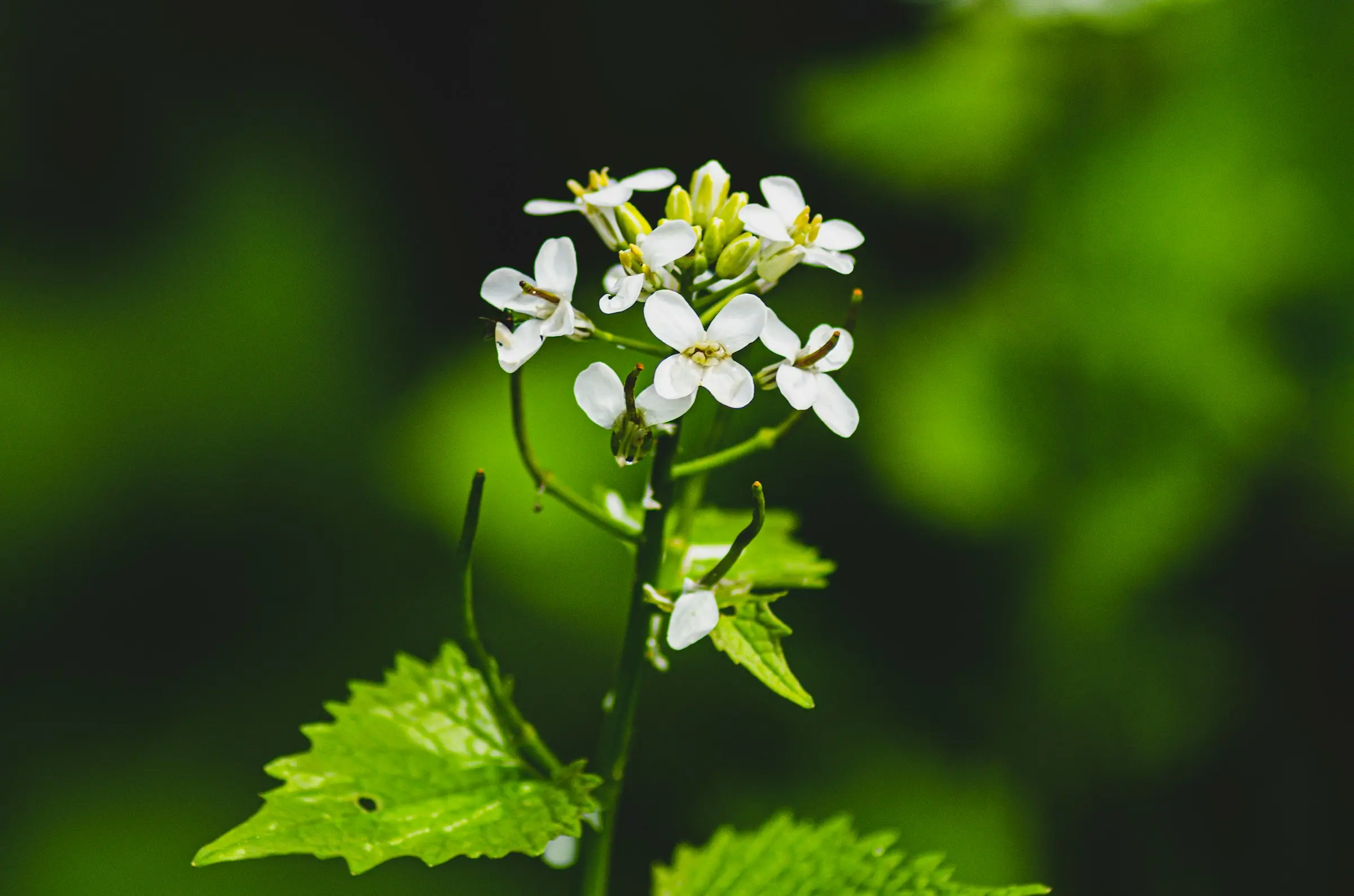 Some dainty flowers.