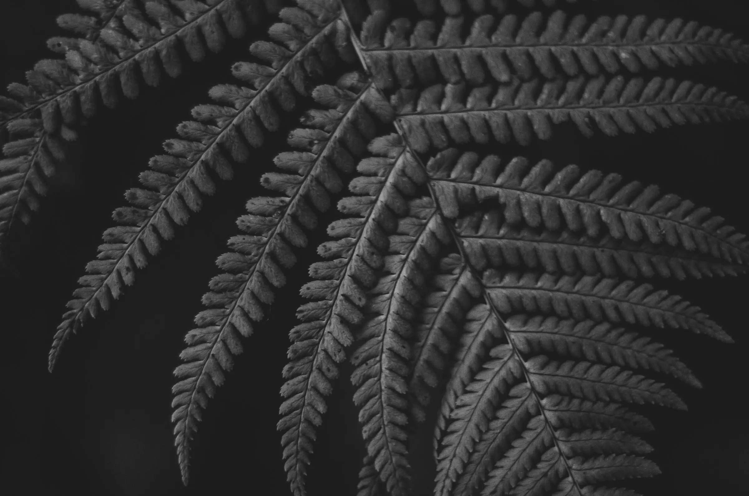 A fern.